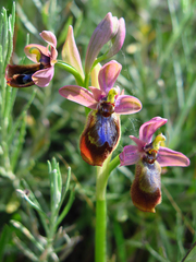 Ophrys × heraultii