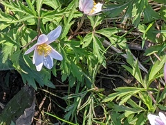 Anemonoides nemorosa