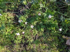 Anemonoides nemorosa