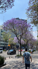 Jacaranda mimosifolia