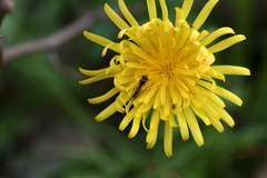 Syrphidae