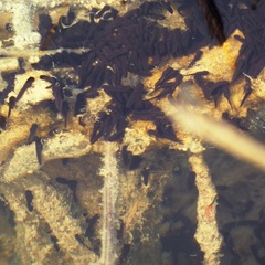 Bufo spinosus