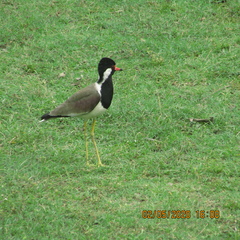 Vanellus indicus