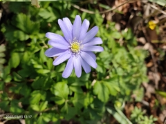 Anemonoides apennina