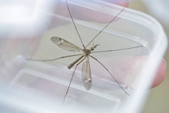 Tipula praecisa