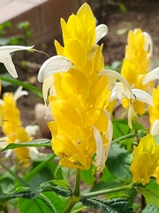 Pachystachys lutea