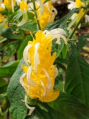 Pachystachys lutea