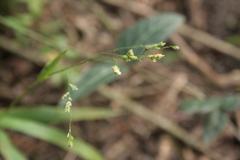 Lithachne pauciflora