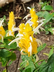 Pachystachys lutea