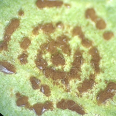 Puccinia pelargonii-zonalis