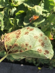 Puccinia pelargonii-zonalis