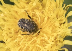 Oxythyrea funesta