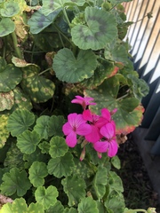 Puccinia pelargonii-zonalis