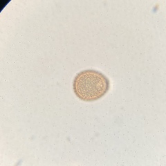 Puccinia pelargonii-zonalis