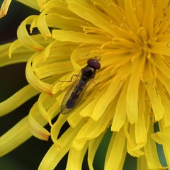 Syrphidae