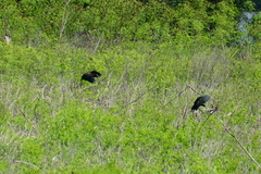 Plegadis falcinellus