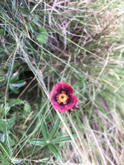 Potentilla thurberi