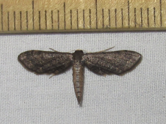 Protoproutia laredoata