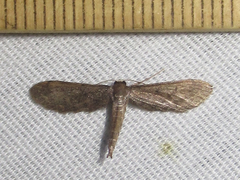 Protoproutia laredoata