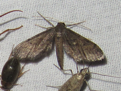 Protoproutia laredoata