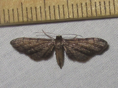 Protoproutia laredoata