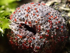 Dialonectria episphaeria