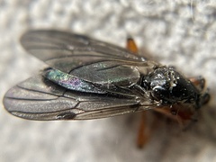 Bibio xanthopus