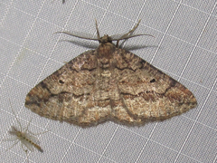 Pterospoda nigrescens