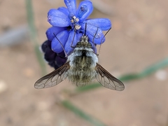 Bombylius analis