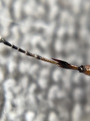 Bibio xanthopus