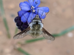 Bombylius analis