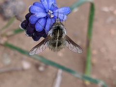 Bombylius analis