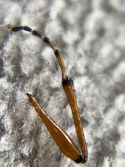 Bibio xanthopus