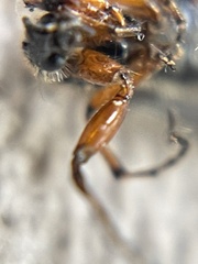 Bibio xanthopus