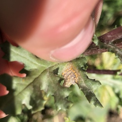 Puccinia lagenophorae