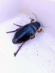 Dytiscus marginalis