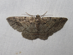 Pterospoda nigrescens