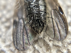 Bibio xanthopus