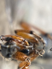 Bibio xanthopus