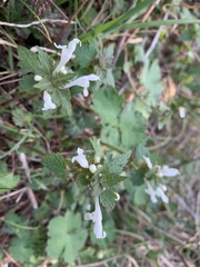 Lamium bifidum