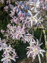 Magnolia loebneri