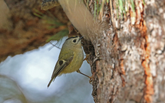 Regulus regulus teneriffae