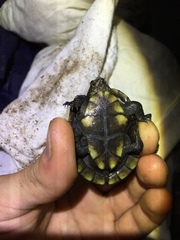 Kinosternon chimalhuaca