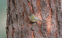 Regulus regulus teneriffae