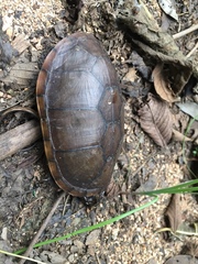 Kinosternon chimalhuaca