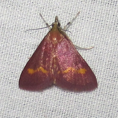 Pyrausta pseuderosnealis
