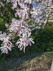 Magnolia loebneri