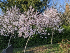 Magnolia loebneri
