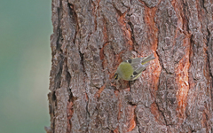 Regulus regulus teneriffae