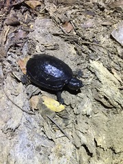 Kinosternon chimalhuaca